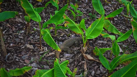 A-monitor-lizard-foraging-on-the-ground-in-the-centre-of-Singapore