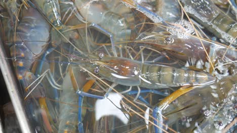 River-prawn-shrimp-live-in-water-bucket-aquarium