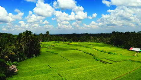 Green-rice-plantation-fields-in-Ubud-jungle-in-Bali-below-blue-sky