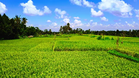 Green-Ubud-rice-plantation-field-crops-with-palms-below-blue-sky,-Bali