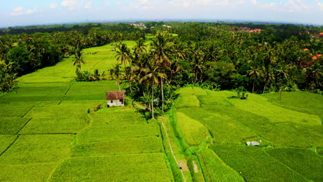 Campos-De-Plantaciones-De-Arroz-En-Una-Comunidad-Agrícola-En-La-Selva,-Ubud,-Bali.