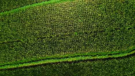 Green-rice-crop-stalks-in-plantation-field-patches-in-Ubud,-Bali