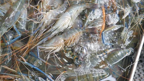 Blue-live-shrimp-river-prawn-in-water-bucket-at-Pattaya-fish-market-for-sale