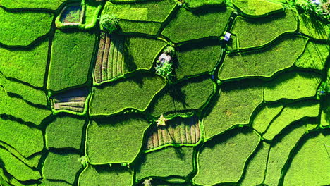 Patches-of-bright-green-rice-plantation-crop-terraces-in-Bali-jungle