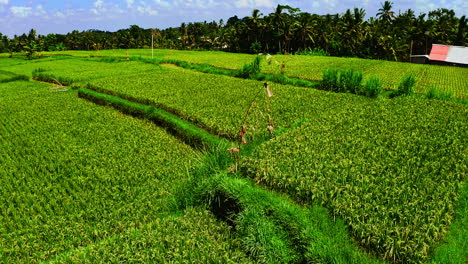 Green-rice-crop-patches-in-tropical-plantation-in-Ubud-region,-Bali
