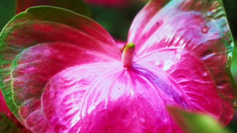 Bright-pink-blossom-of-Anthurium-laceleaf-flower-with-elongated-spadix