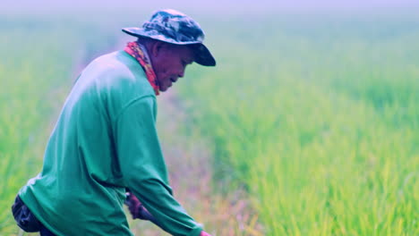 Old-asian-farmer-with-hoe-working-in-rice-plantation-field-in-Thailand