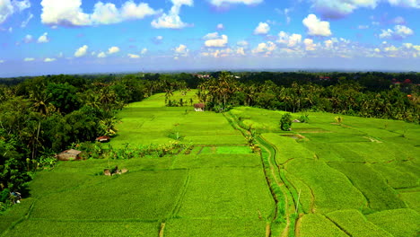 Campos-Fértiles-De-Plantaciones-De-Arroz-En-La-Selva-Bajo-El-Cielo-Azul-En-Ubud,-Bali.