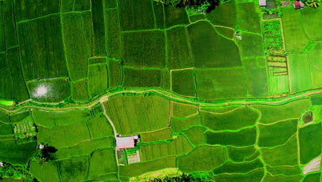 Green-rice-plantation-field-divided-into-patches-with-path,-Ubud,-Bali