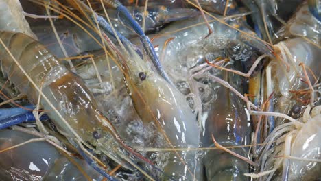 Live-blue-river-prawn-in-water-bucket-at-Pattaya-fish-market