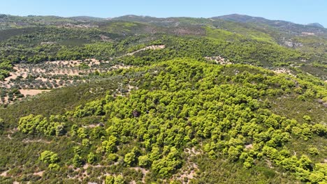 Aerial-footage-over-pine-trees-on-a-mountain