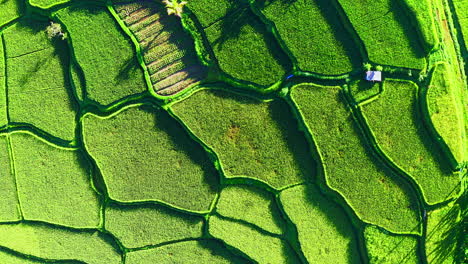 Stepped-terrace-patches-of-bright-green-rice-plantation-in-Ubud,-Bali