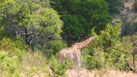 Lonely-giraffe-walking-calmly-through-typical-vegetation-of-Kruger-National-Park-in-South-Africa