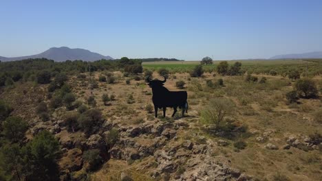 Aerial-view-of-a-classic-Spanish-advertisement,-the-big-black-bull-silhouette