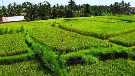 Patches-of-green-rice-crops-in-agricultural-plantation-in-Ubud,-Bali
