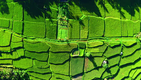 Idyllic-bright-green-rice-plantation-divided-into-patches,-Ubud,-Bali