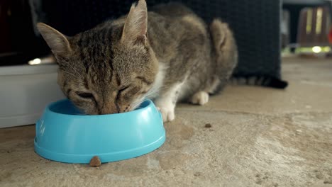 Stray-hungry-feral-tom-cat-eats-greedily-from-blue-food-bowl-close-up
