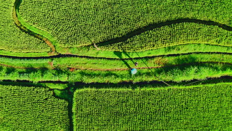 Zwei-Menschen-Spazieren-Auf-Grünem-Weg-In-Reisplantagenfeldern,-Ubud