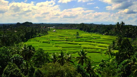 Bright-green-terraces-of-rice-plantation-field-between-palm-rainforest
