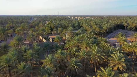 Eine-Luftaufnahme-Von-Palmenplantagen-In-Einem-Dorf-In-Der-Dattelindustrie-Im-Irak