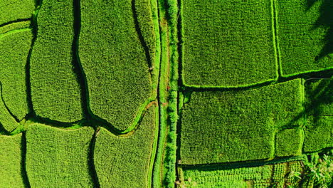 Dirt-path-between-fertile-green-rice-plantation-terraces-in-Ubud,-Bali