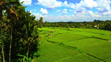 Farming-village-in-rice-plantation-fields-in-jungle-in-Ubud,-Bali