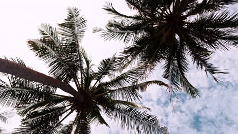 Crowns-and-leaves-of-two-palm-trees-viewed-from-down-below-against-sky