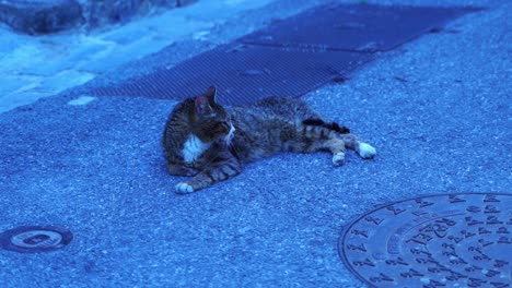 Katze-Liegt-In-Frankreich-Auf-Dem-Asphalt-Und-Wartet-In-Dem-Kleinen-Dorf