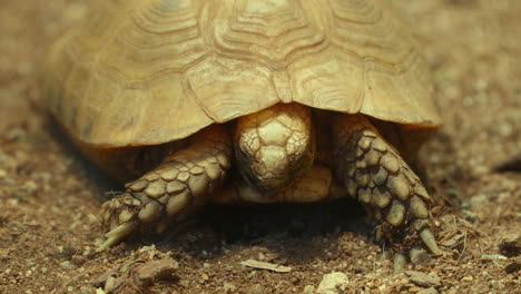 Eastern-Hermann's-Tortoise-hides-Head-in-a-Shell