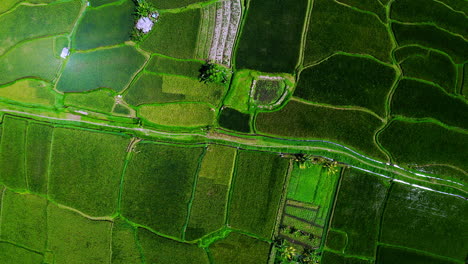 Green-farming-fields-with-paths-in-Ubud-rice-plantation-region-in-Bali