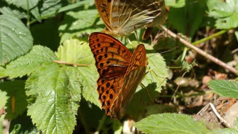 Wandbrauner-Schmetterling,-Der-Sich-Von-Blättern-Wilder-Sommerblumen-Ernährt