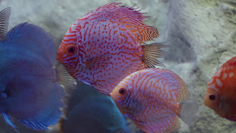 Red-Symphysodon-Discus-Fishes-with-Orange-Stripes-in-Daejeon-Aquarium---Tropical-fishes-from-the-Amazon-river