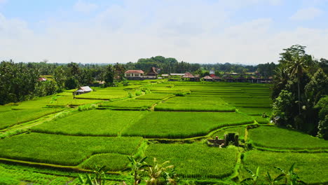 Campos-De-Plantaciones-De-Arroz-Verdes-Con-Aldea-Agrícola-En-La-Selva-De-Ubud,-Bali.