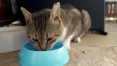 Stray-hungry-feral-cat-eats-greedily-from-blue-food-bowl-close-up