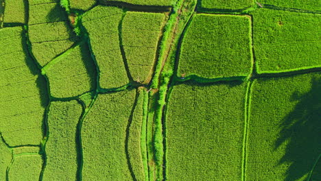 Patches-of-right-green-stepped-rice-plantation-terraces,-Ubud,-Bali