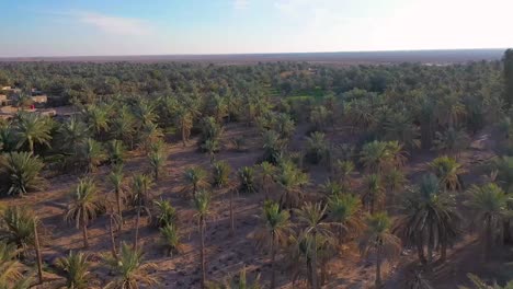 An-aerial-view-of-palm-plantations-in-a-village-in-Iraq-Dates-industry