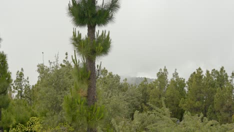 Bosque-Verde-Vivo-En-El-Parque-Nacional-Tenerife-En-Un-Día-Nublado