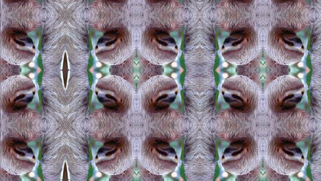 kaleidoscope-sloth-animation-visual-effect,-trippy-sloths-grinching,-sloth-glitch,-smiling-sloth,-jungle-of-costa-rica,-kaleidoscopic-animal