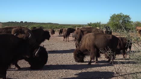 rowdy-bison-eating-in-the-herd