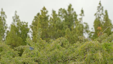 Nebliger-Himmel-Und-Kleiner-Blauer-Vogel-Auf-Ästen-Auf-Teneriffa,-Handheld-Ansicht