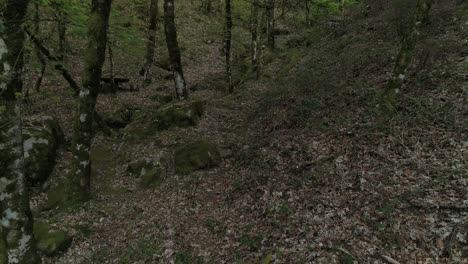 Grüner-Wald-Am-Frühlingstag