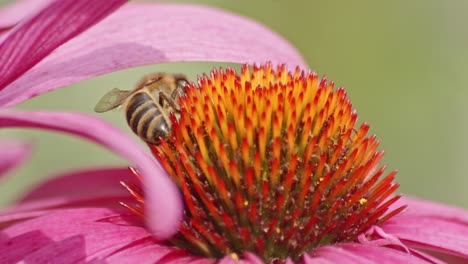 Extremes-Makro-Einer-Geschäftigen-Biene,-Die-Nektar-Unter-Einem-Blütenblatt-Auf-Einer-Orangefarbenen-Sonnenhut-Trinkt