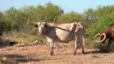 longhorn-herd-waiting-to-be-fed