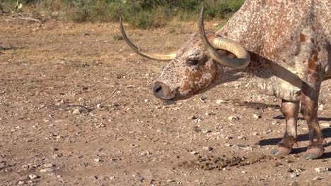 single-longhorn-eating-during-drought