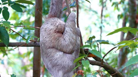 beautiful-sloth-in-clear-shot,-his-eyes-and-face-are-visible-as-he-climbs-the-tree,-turns-head-around-towards-camera
