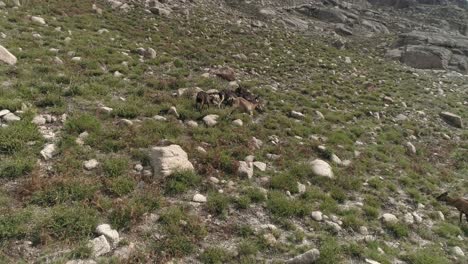 Mountains-goats-grazing-on-a-hillside