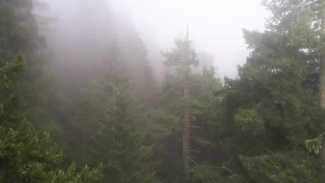 A-drone-shot-through-the-foggy-trees-of-the-Redwood-National-Forest-in-Northern-California,-USA