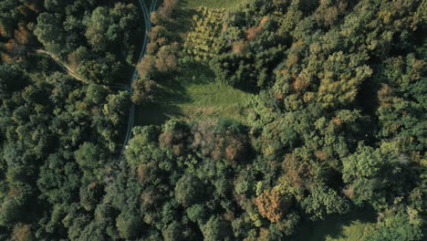 A-bird's-eye-view-of-a-drone-shot-over-a-forest-and-a-macadam-path-between-trees