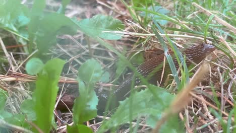 Close-Up-Of-Slug-Slowly-Crawling-In-The-Grass