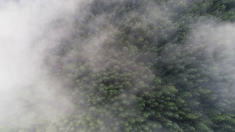Un-Dron-Disparado-Sobre-Nubes-Bajas,-Sobre-Los-árboles-Del-Bosque-Nacional-De-Secoyas-En-El-Norte-De-California,-Estados-Unidos